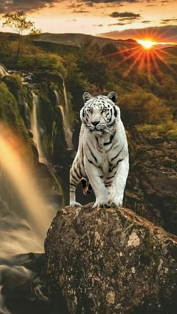 white tiger