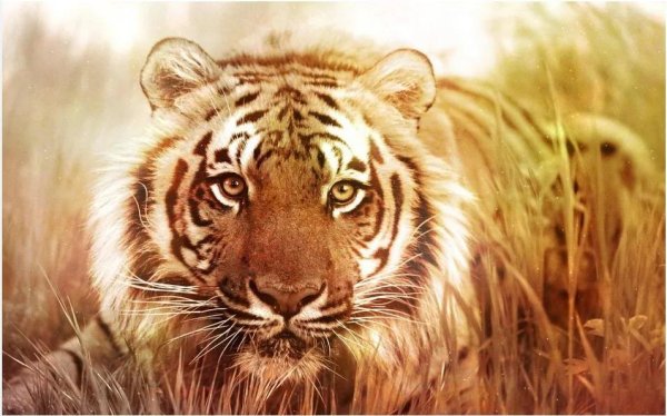 тигр графика