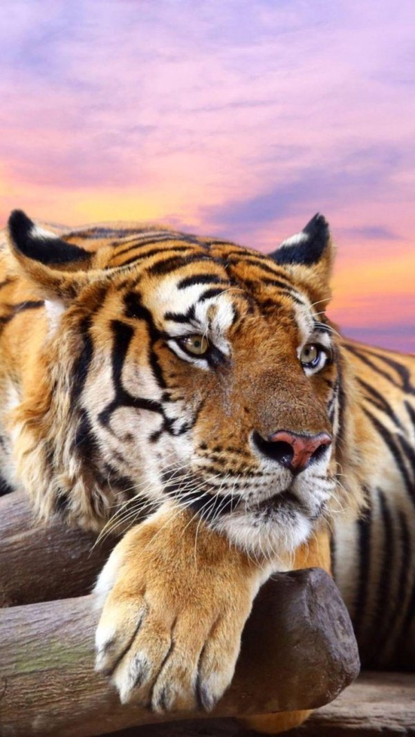 тигр большой