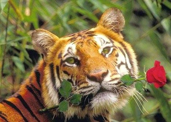 амурские тигры