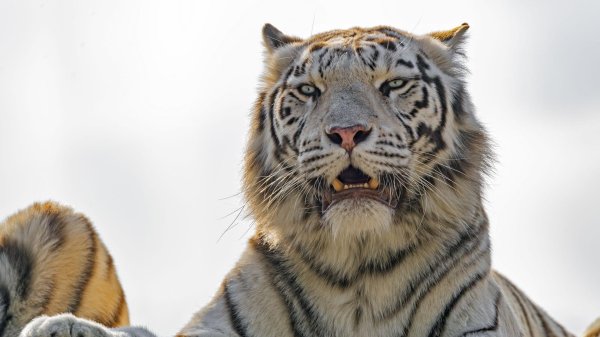 тигр хищники