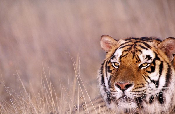 амурские тигры