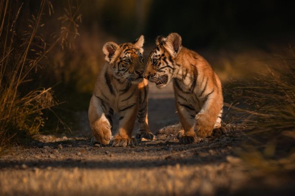 тигр детеныш