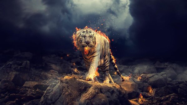 приложение tiger live wallpaper живые обои