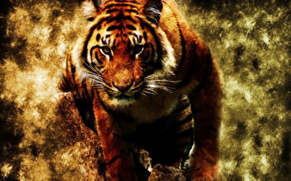 огненный тигр