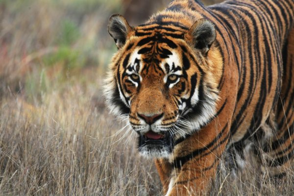 амурские тигры