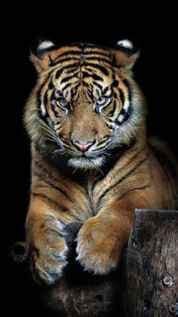тигр фотографии