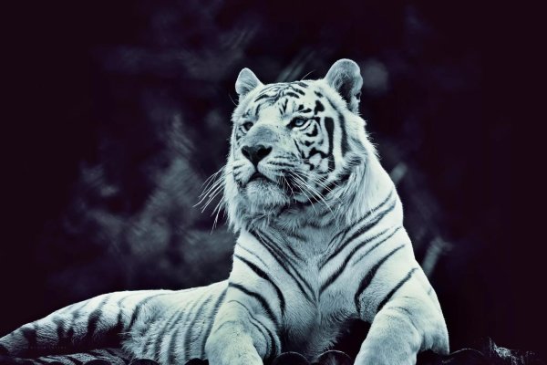 тигр белый