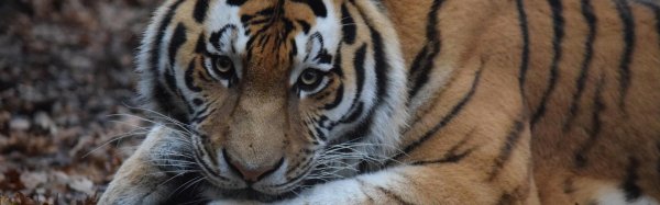 амурские тигры