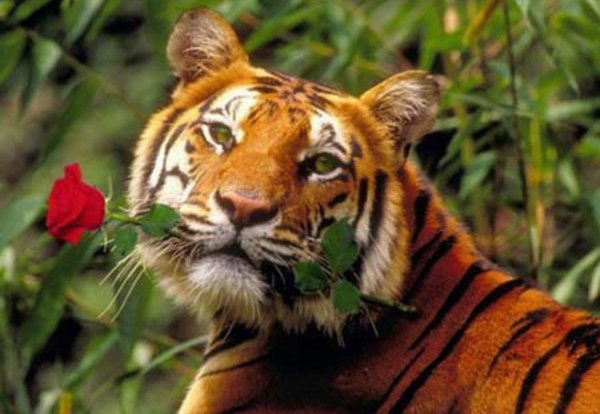 животное тигр