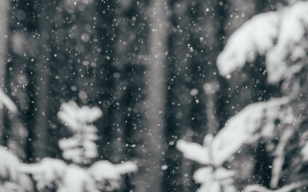 обои снегопад