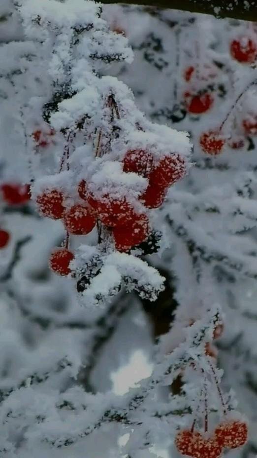 рябина зимняя