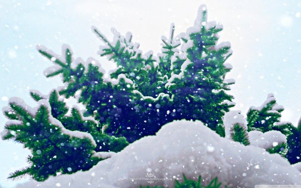 зимний лес елки