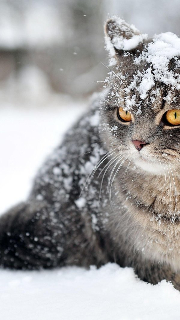 аляскинский снежный кот