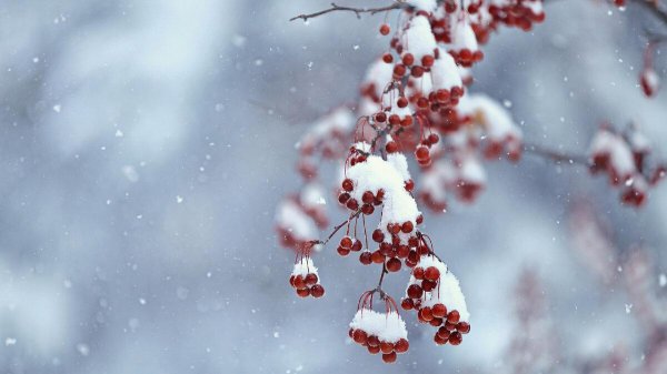 заснеженная ветка