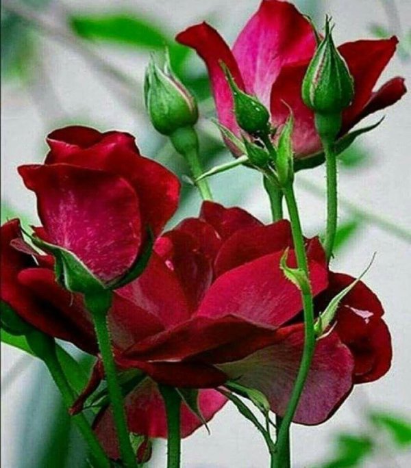 цветок красивый