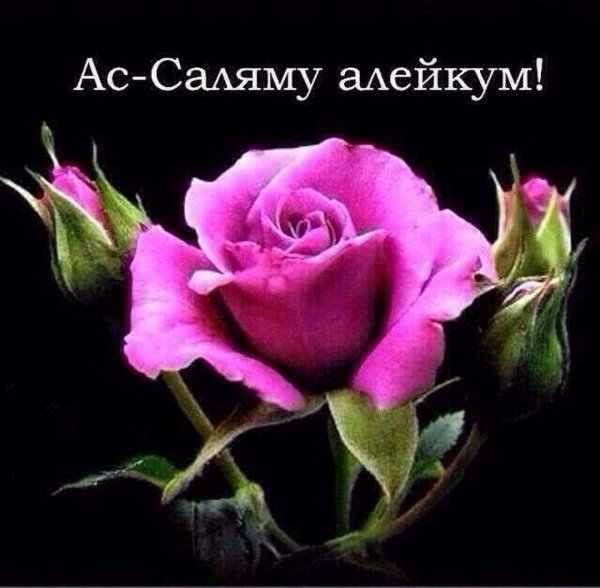 салям алейкум