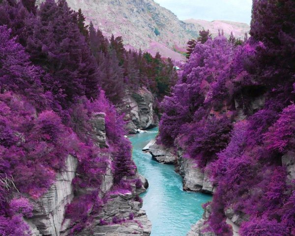 цветение маральника