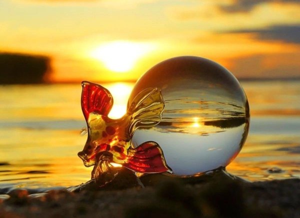 золотая рыбка