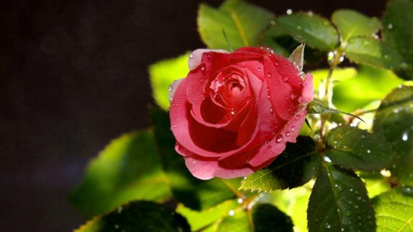 цветок в росе