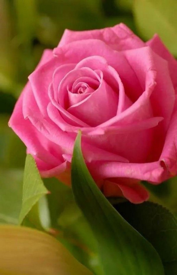 красивые розовые розы