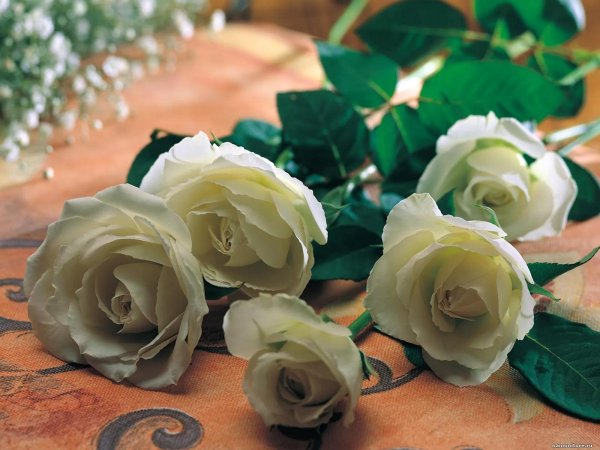 белые розы на столе