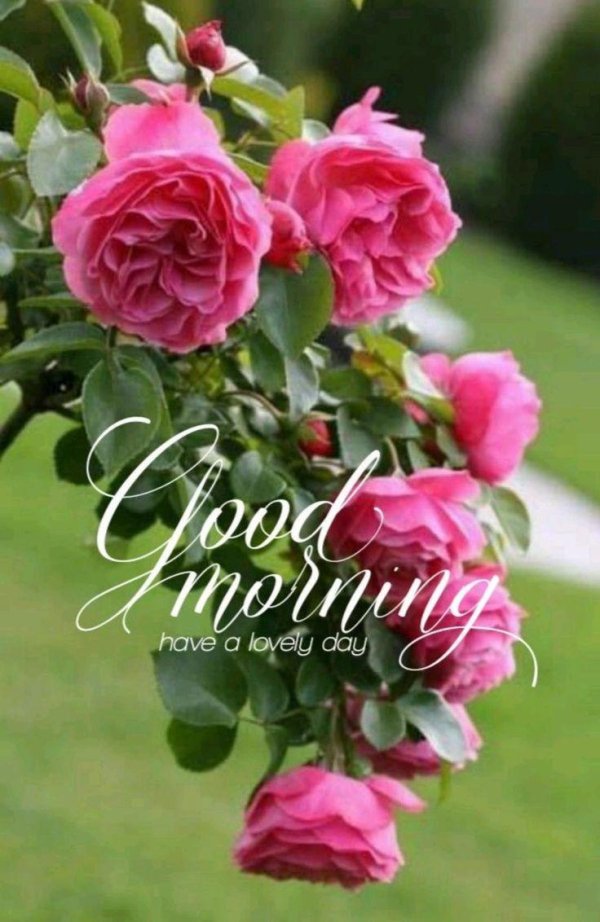 роза растение