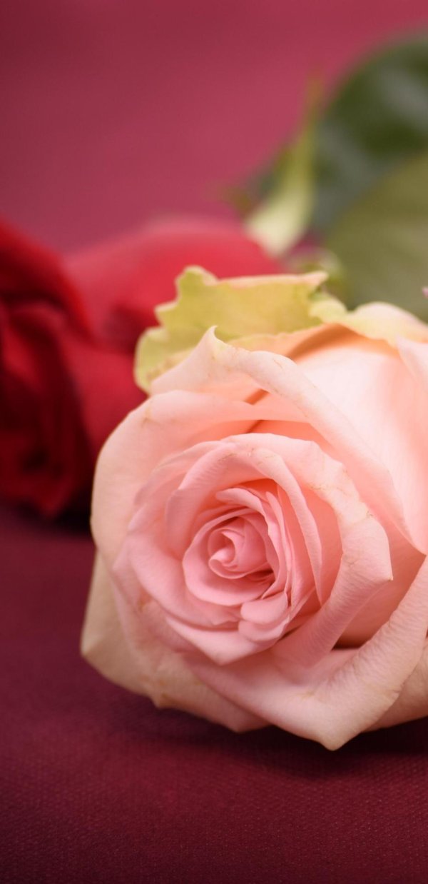 прекрасная роза