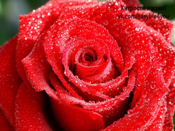 цветок розы