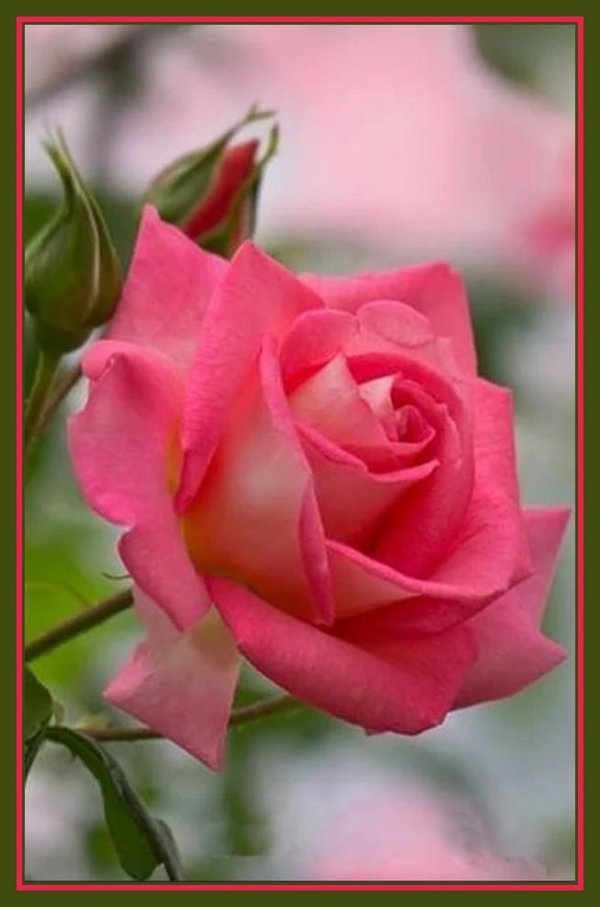 розы и цветы