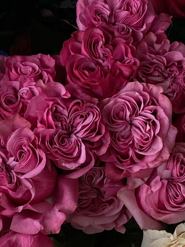 пионовидная роза