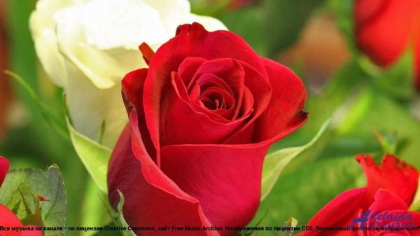 роза чайногибридная доминика