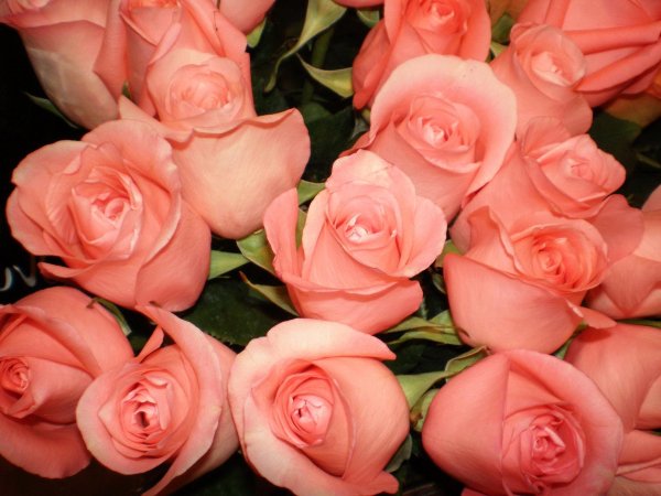 шикарные розовые розы