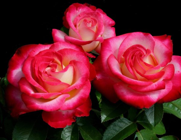 жюбиле дю принц де монако розы флорибунда