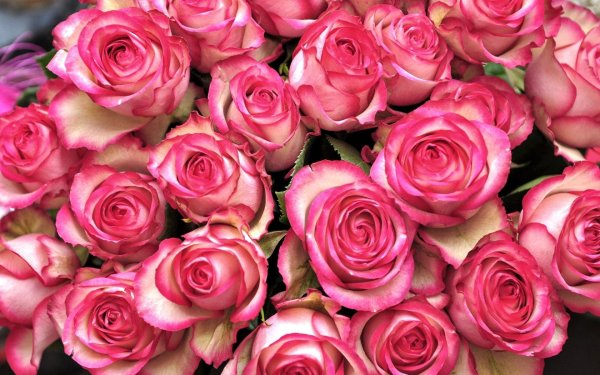 роза джумилия