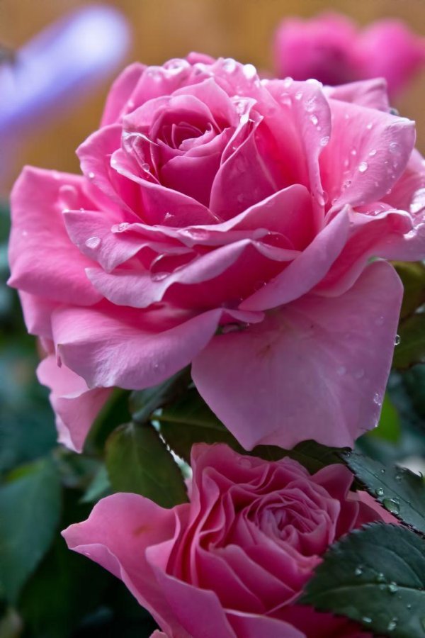 розы красивые