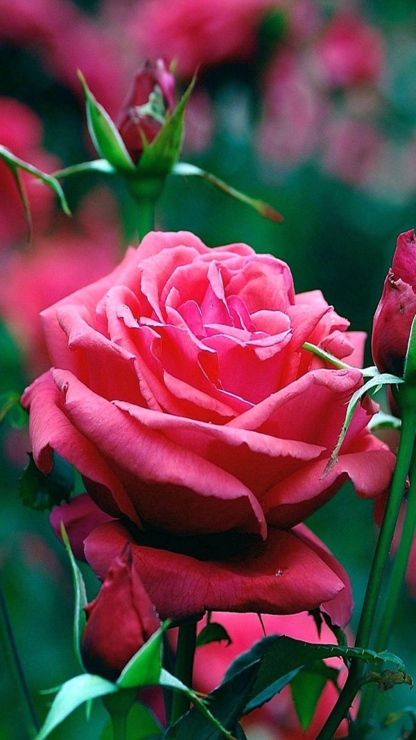 цветок розы