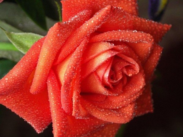 красивая розочка