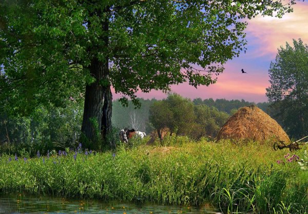 русская природа летом