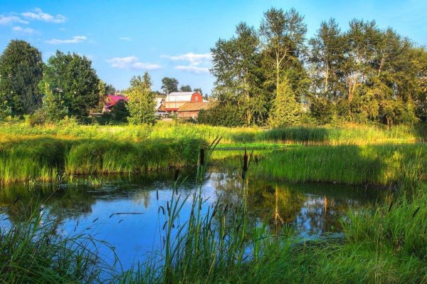 прудик речка мостикдеревня