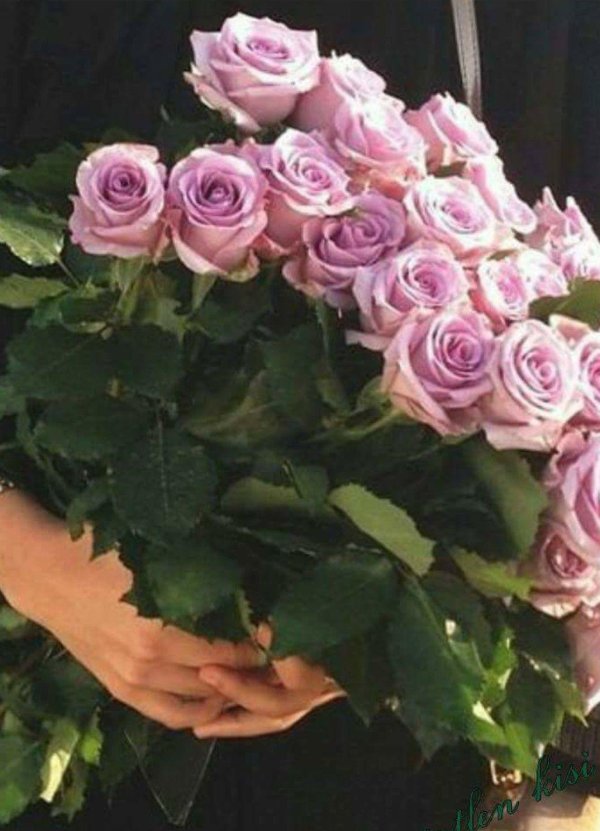 роза лиловая