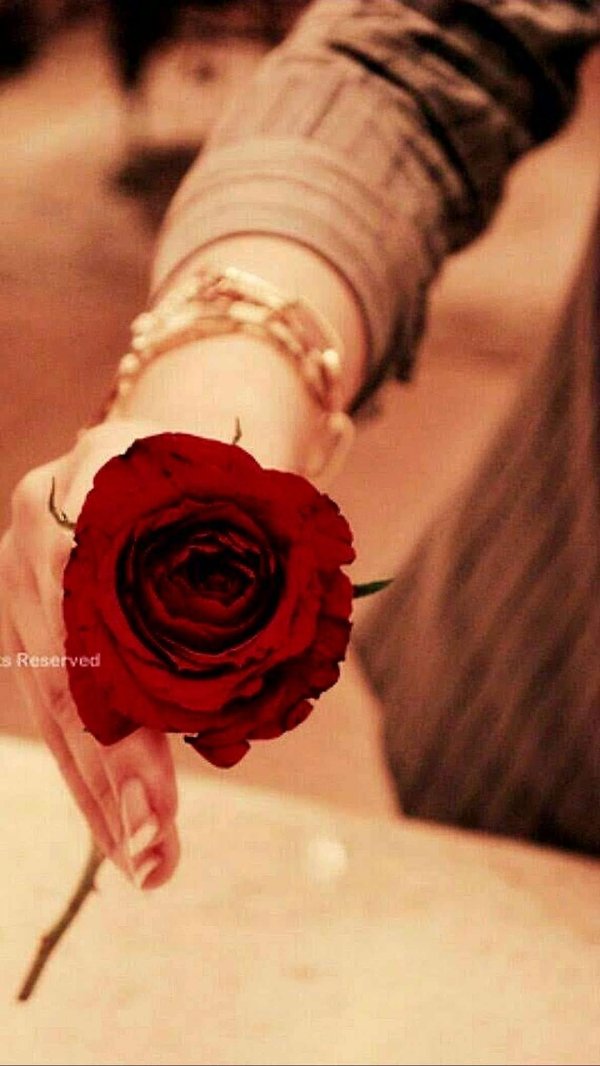 красивые розы красные