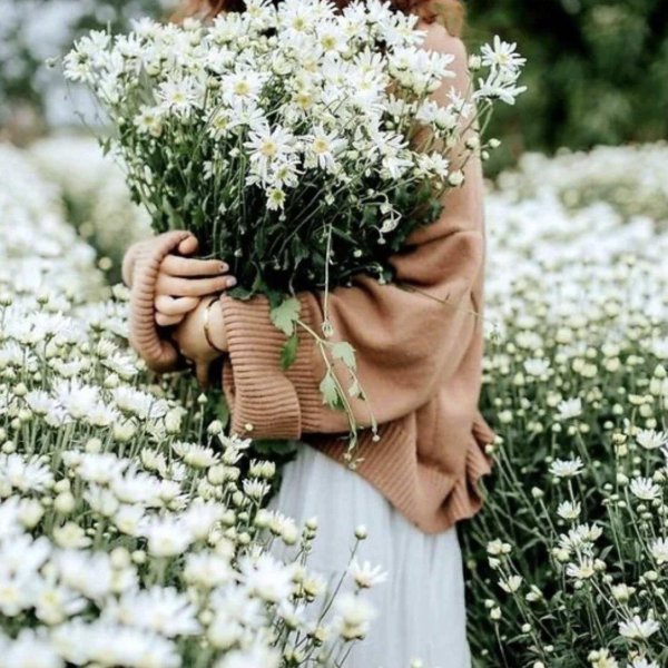 букет ромашек