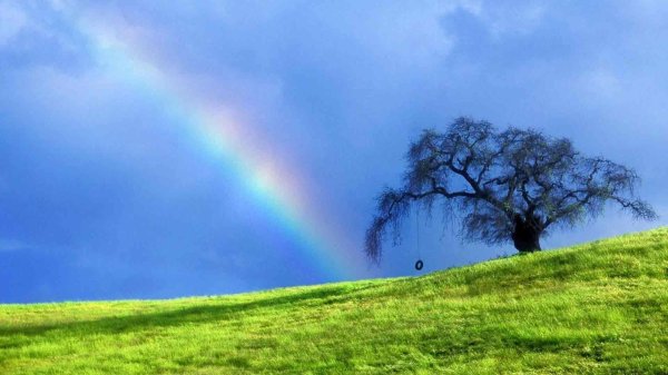 красивое дерево и радуга