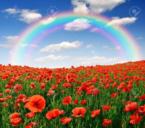 летние цветы