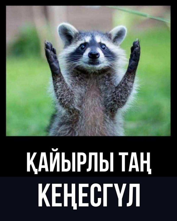 доброе утро енот