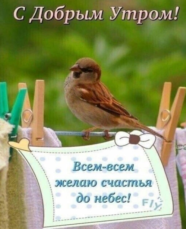 воробей птица