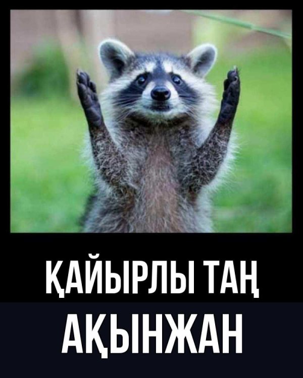 доброе утро енот