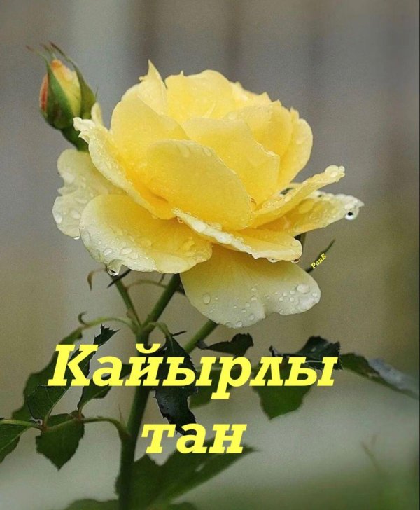 желтая роза