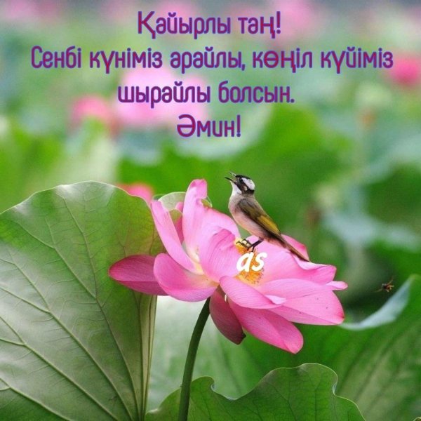 лотос красивый